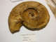 Harpoceras Falciferum Toarcien Thouars 79  15x13 - Fossils
