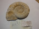 Reineckeia Anceps- Pamproux 79  11x9 - Fossils