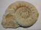 Reineckeia Anceps- Pamproux 79  11x9 - Fossiles