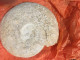 Ammonite Fossilisée - Fossilien