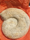 Delcampe - Ammonite Fossilisée - Fossielen