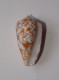 Conus Wittigi - Seashells & Snail-shells