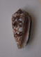 Conus Canonicus - Seashells & Snail-shells