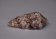 Conus Canonicus - Seashells & Snail-shells