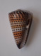 Conus Litteratus - Coquillages