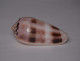 Conus Chusaki - Seashells & Snail-shells