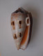 Conus Chusaki - Seashells & Snail-shells