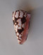 Conus Bandanus - Seashells & Snail-shells