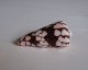 Conus Bandanus - Seashells & Snail-shells