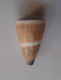Conus Flavidus - Seashells & Snail-shells