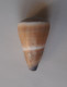 Conus Flavidus - Coquillages