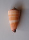 Conus Furvus - Seashells & Snail-shells