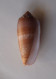 Conus Circumcisus - Seashells & Snail-shells