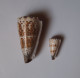 Conus Imperialis - Schelpen