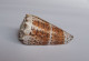 Conus Imperialis - Schelpen