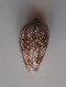 Conus Pyramidalis - Seashells & Snail-shells