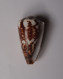 Conus Vitulinus - Conchas Y Caracoles