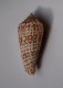 Conus Laterculatus - Conchas Y Caracoles