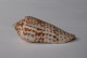 Conus Laterculatus - Schelpen