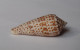 Conus Laterculatus - Schelpen