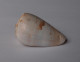 Conus Papilliferus - Seashells & Snail-shells