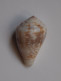 Conus Catus - Coquillages