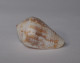 Conus Catus - Seashells & Snail-shells