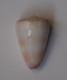 Conus Suturatus - Conchas Y Caracoles