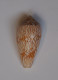 Conus Scriptus - Seashells & Snail-shells