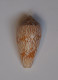 Conus Scriptus - Schelpen