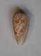 Conus Scriptus - Schelpen