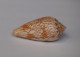 Conus Scriptus - Coquillages