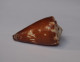 Conus Brunneus - Seashells & Snail-shells