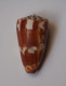 Conus Striatellus - Schelpen