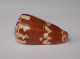 Conus Striatellus - Schelpen