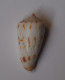 Conus Collisus - Coquillages