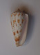 Conus Collisus - Seashells & Snail-shells