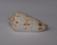 Conus Collisus - Coquillages