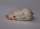 Conus Collisus - Seashells & Snail-shells