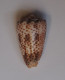 Conus Pulicarius Vautieri - Muscheln & Schnecken