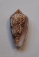 Conus Canonicus Condensus - Seashells & Snail-shells