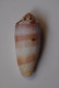 Conus Circumcisus - Schelpen
