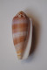 Conus Circumcisus - Schelpen