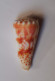 Conus Mollucccensis Merleti - Conchiglie