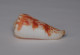 Conus Mollucccensis Merleti - Schelpen