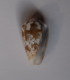 Conus Striolatus - Coquillages