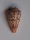 Conus Proximus Cebuensis - Coquillages