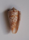 Conus Proximus Cebuensis - Schelpen