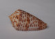 Conus Proximus Cebuensis - Conchiglie