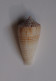 Conus Mucronatus - Conchiglie